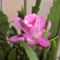 absan3111