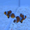 ���ˣ�