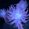 aliceproject