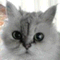 amemamechan