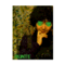 aoi_runte