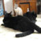 aristo_cats