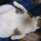 bakeneko_nonta