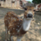 Bambi
