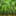 bamboo_shacho