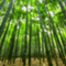bamboo_shacho