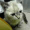 barchoco2001