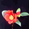 �ν�