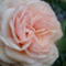 bloomwind
