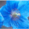 blue_belta