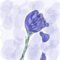 blue_rose_8