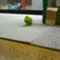 budgie_4