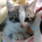 cafe_and_cat