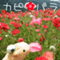capybara0119