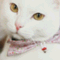 catcafe_shanghai