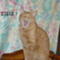 catfathe1����