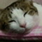 catlife_nana