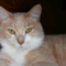 catstudio