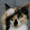ceruliveblog