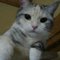 cffs_ks