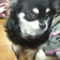 chihuohuon