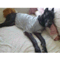 �ǣ�����ģ��塡��Chiz