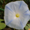 chuchuyama
