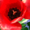 colourful_drops