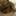 cybercatnet