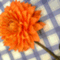 dariaflower