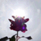 aa