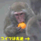 dob_hp