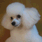 dog358