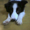 dog_camp
