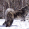 dog_of_akita����