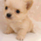 doggie88