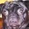 dogs_mook