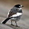 drecom_wagtail5648