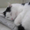 えこだねこ