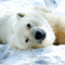 enjoy_asahiyamazoo