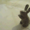 flapper_rabbit814