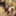 foochi_inutokurasu