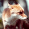 fox2389