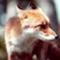 ＦＯＸさん