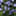 fslobelia