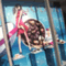 fukuenlove1