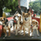 Go!Go! Beagles��