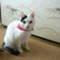 gokoku59