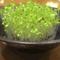 green_leaves_