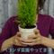 green_sun